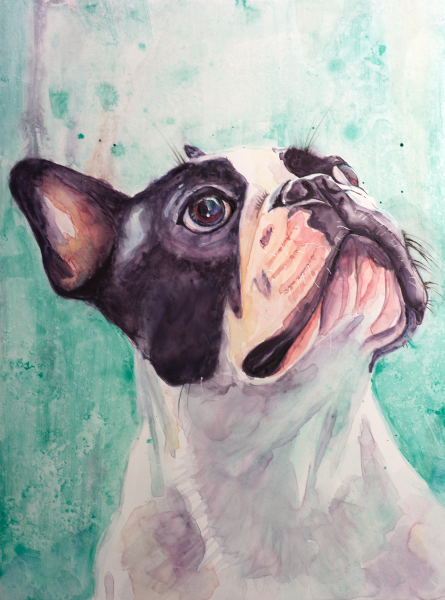 Boston Terrier in Watercolor